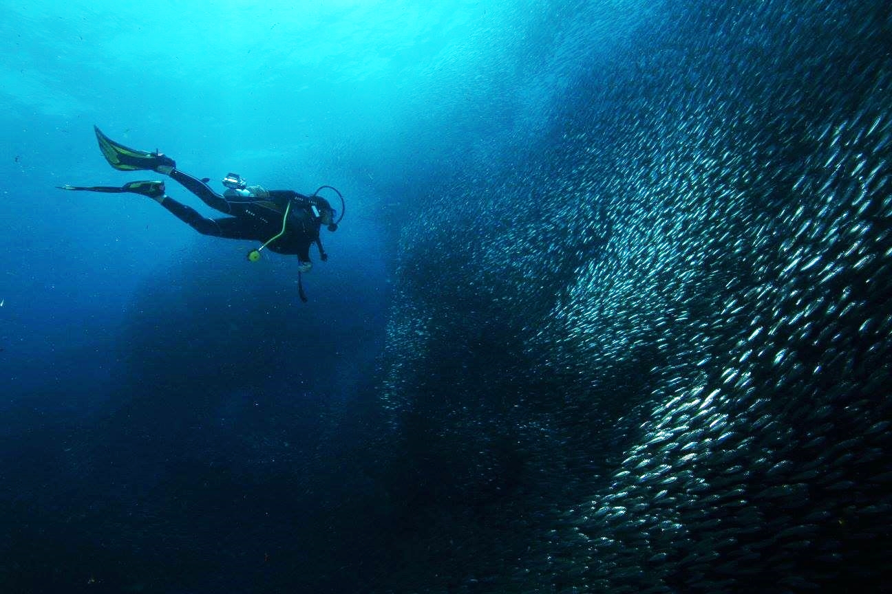 6 Dive With Large Shoals In Moalboal
