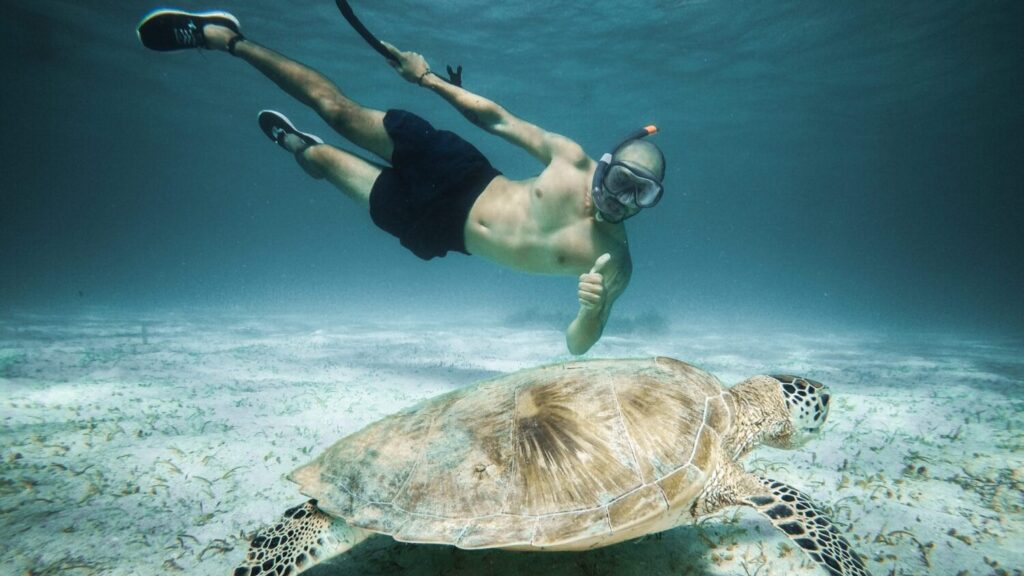 sea turtle snorkel 3 day expedition el nido to coron coron to el nido