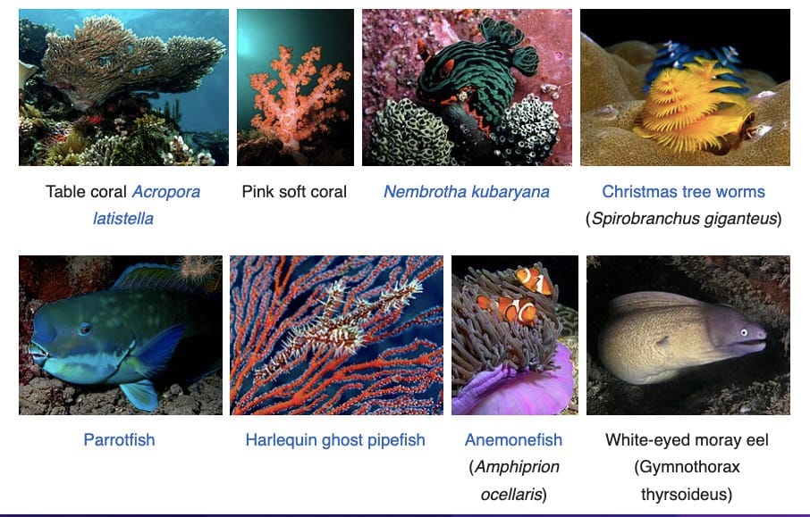 Triangle Coral
