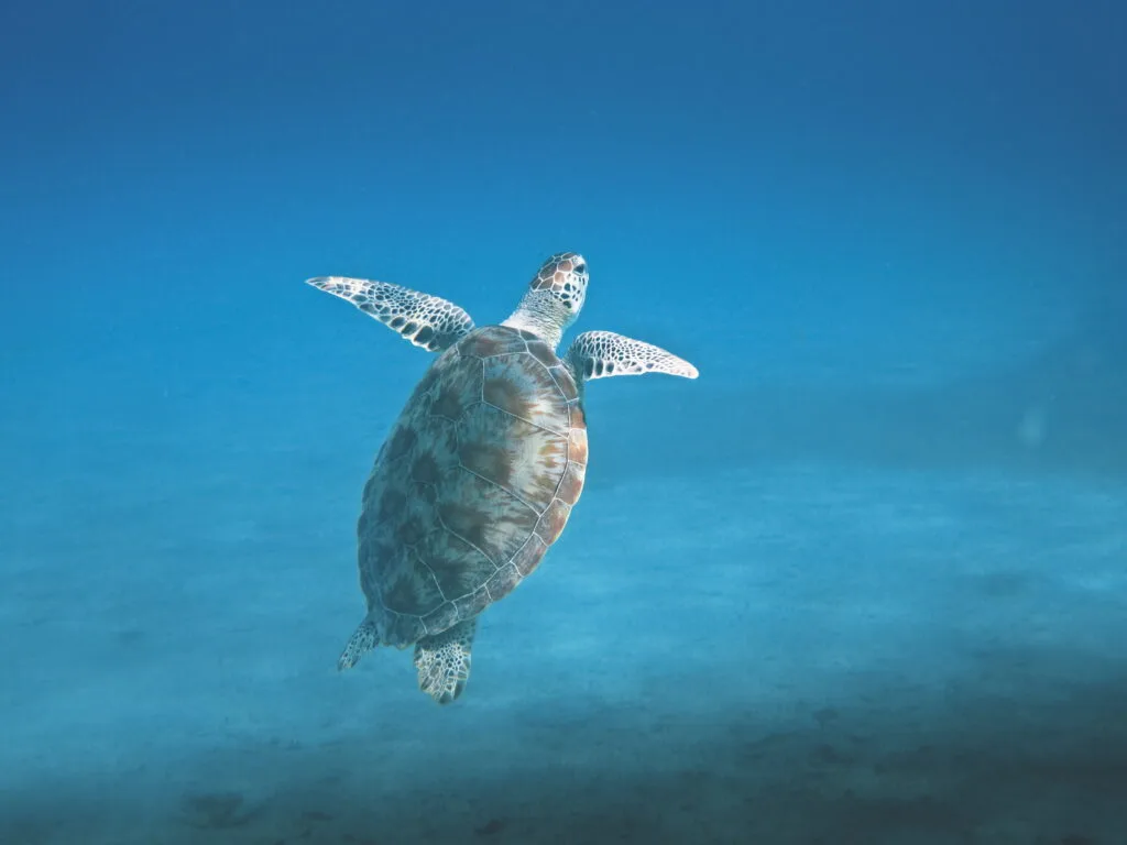 Scuba Diving on a Budget: Explore the Underwater World 1 Scuba Diving on a Budget - Sea turtle swimming in the crystal-clear waters of Palawan during the El Nido Boat Tour