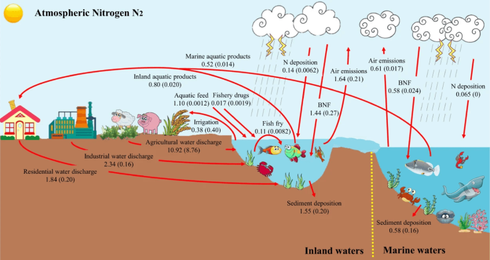Nitrogen Cycle in Oceans