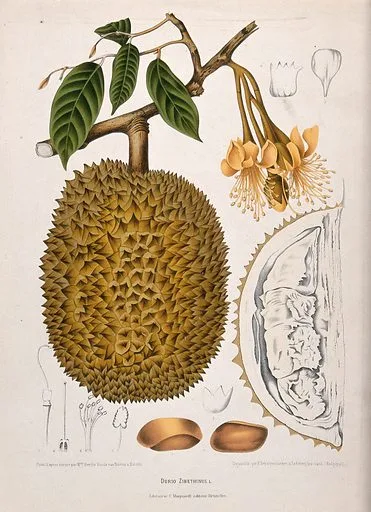 Tropical Fruits in Palawan and Island Tours: Taste of paradise 7 Durian - Tropical Fruits in Palawan