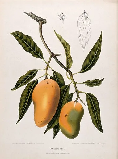 Tropical Fruits in Palawan and Island Tours: Taste of paradise 2 Tropical Fruits in Palawan - Mango