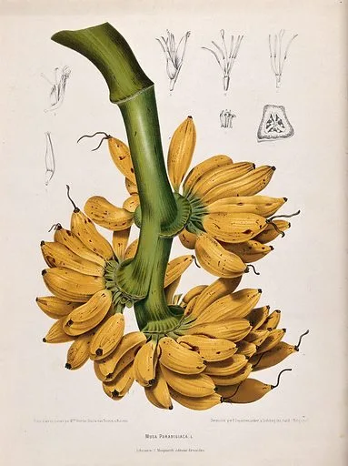 Tropical Fruits in Palawan and Island Tours: Taste of paradise 5 Tropical Fruits in Palawan - Banana