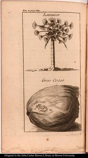 Tropical Fruits in Palawan and Island Tours: Taste of paradise 4 bottom Gros Cocos coconut